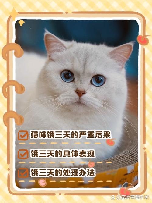 饿猫三天,我后悔了