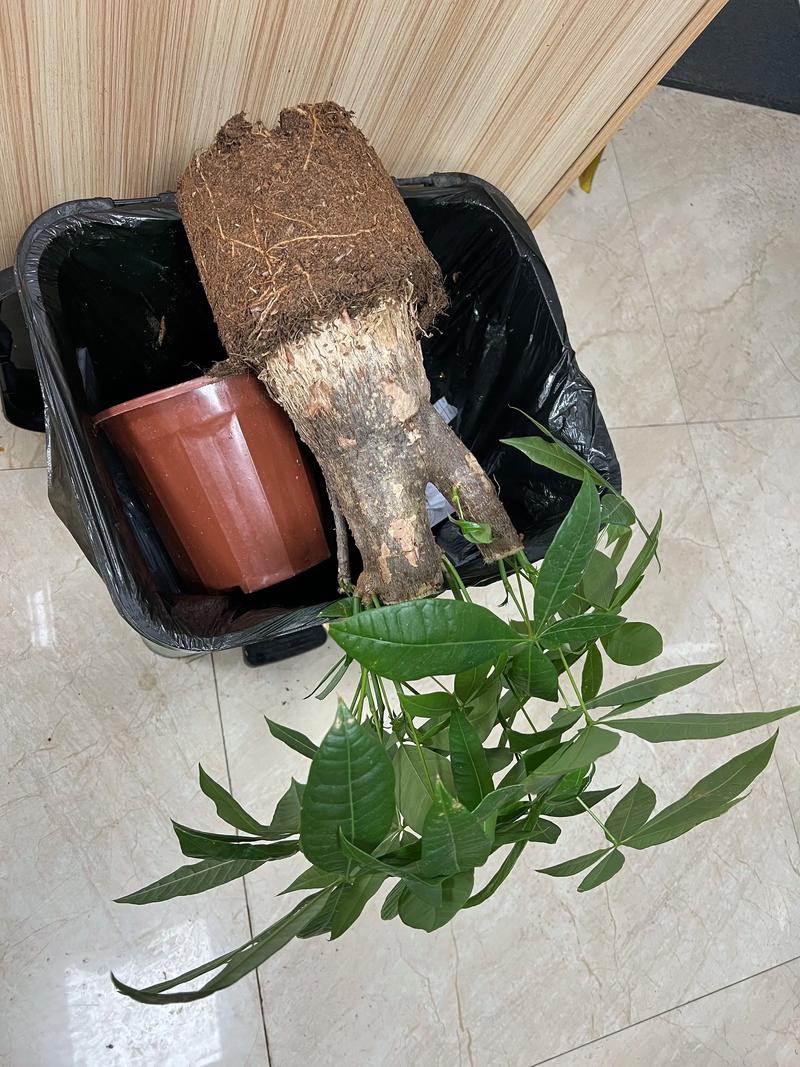 修剪腐烂发财树根系过程