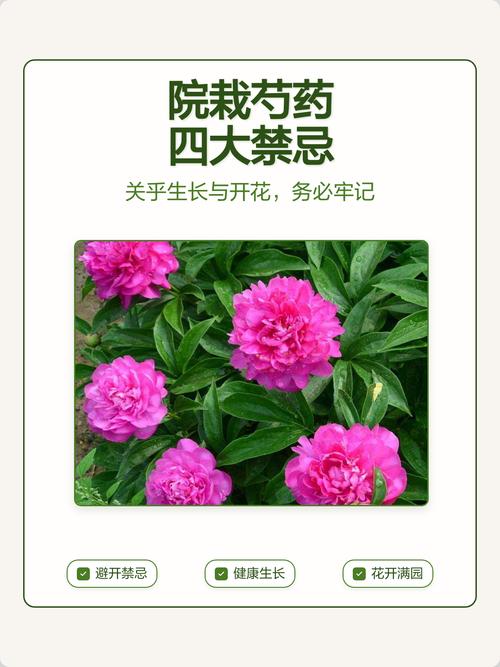 搭配禁忌:芍药虽美,但千万别和这些花放一起