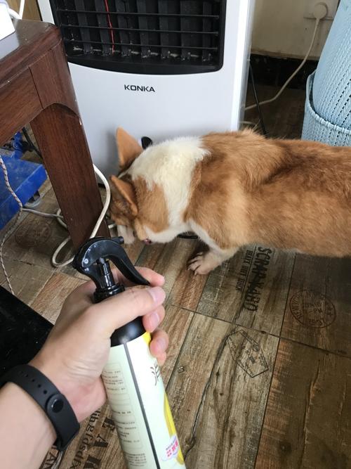 家庭客厅宠物消毒错误操作实拍