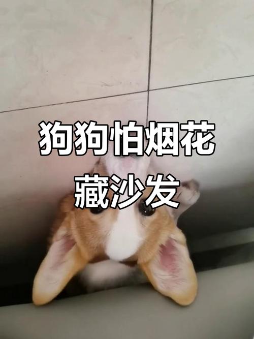 狗狗烟花恐惧躲沙发底居家实拍