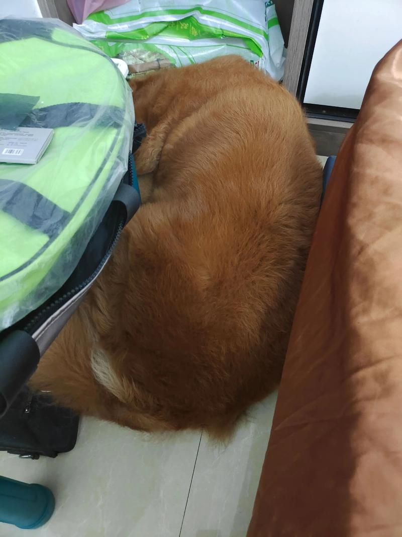 打雷天躲在沙发底发抖的金毛犬