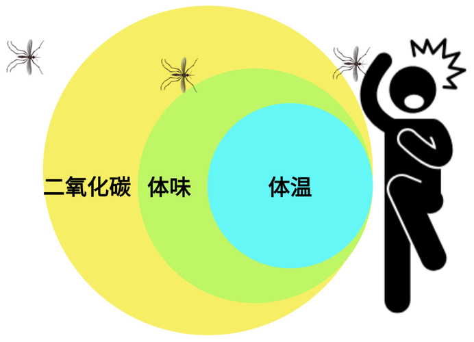 蚊子触角感受器感应二氧化碳示意图