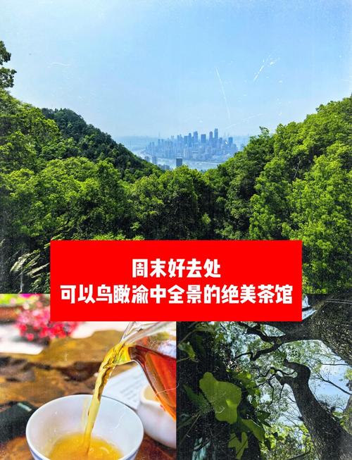 南山：躲进树林里喝茶，人均30块