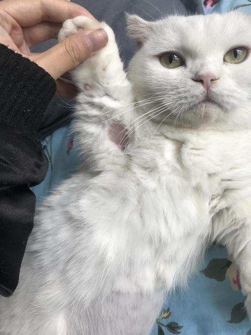 猫咪因分离焦虑过度舔秃前肢部位图