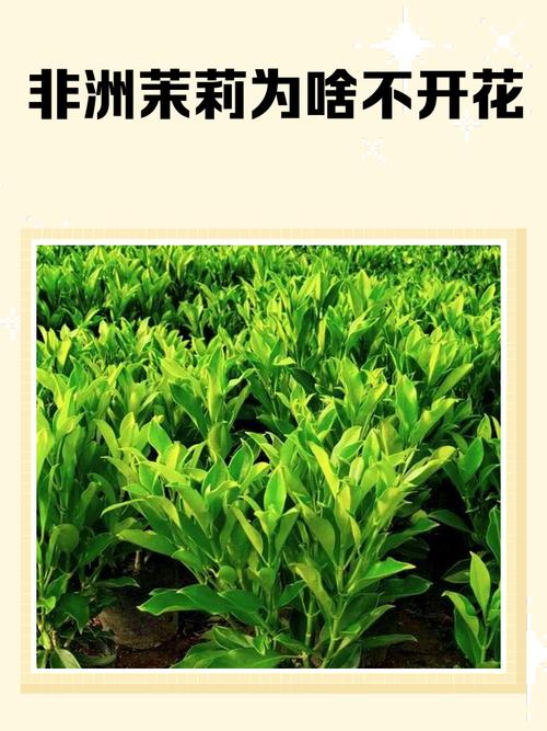 茉莉品种的鄙视链,和我的偏见