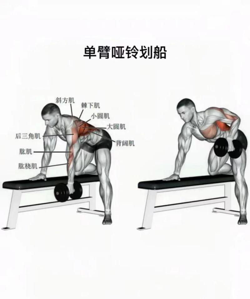 哑铃轻量训练划船动作肌肉受力图