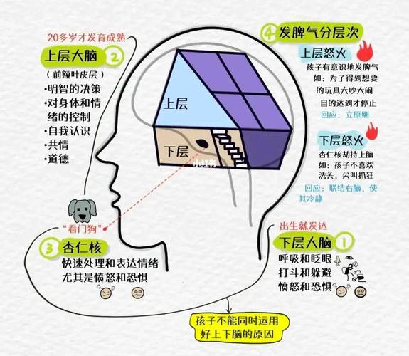 青春期孩子大脑发育与情绪控制示意图