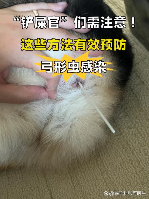 真要防弓形虫,做好这几件事就够了