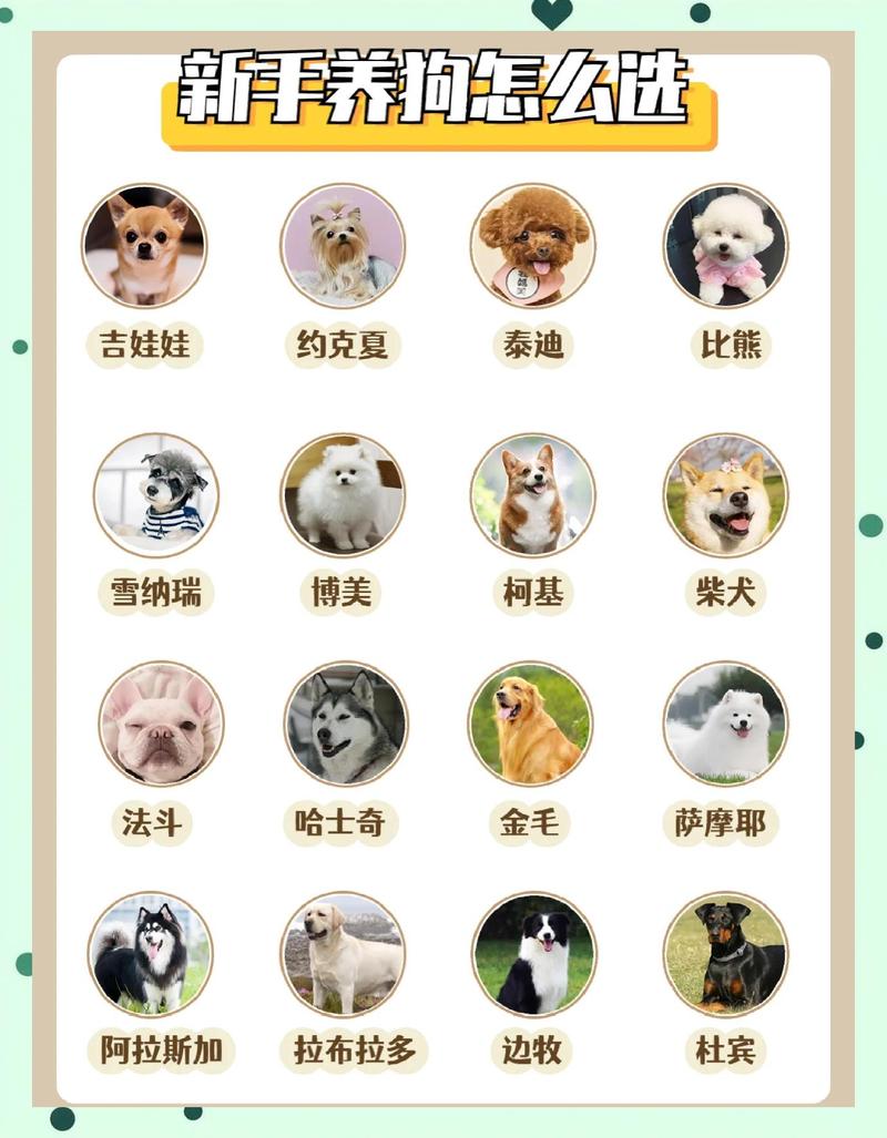 匹配宠物情况,比选大牌重要