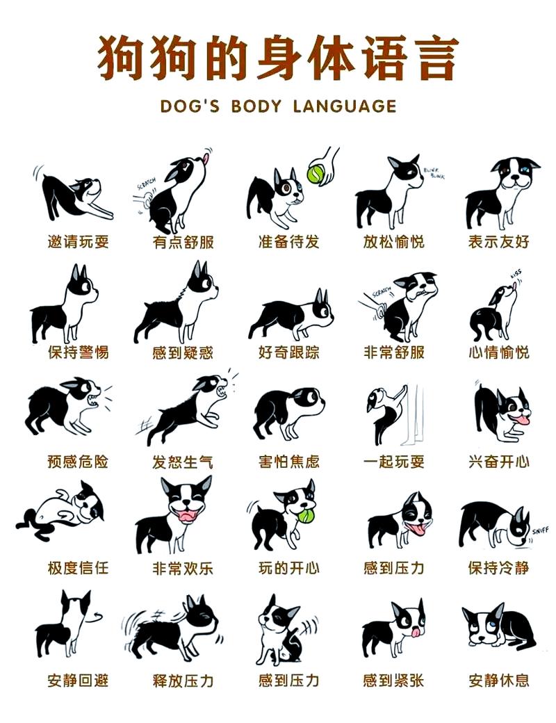 不同情绪狗狗吠叫肢体状态对比图