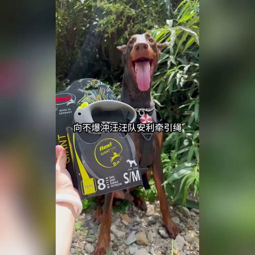 小区遛狗时主人被冲向前的狗拽得趔趄的实拍