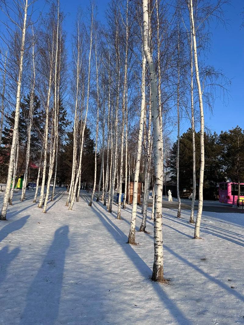 长白山雪地婚礼场地白桦林小教堂