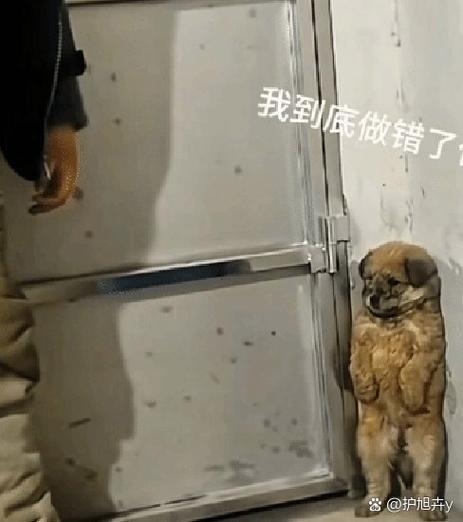 被打骂后躲在墙角害怕的宠物狗狗