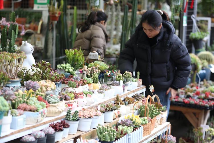 花鸟市场热闹摊位
