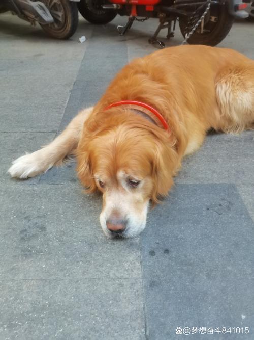 金毛犬台阶不敢跳患关节炎实拍