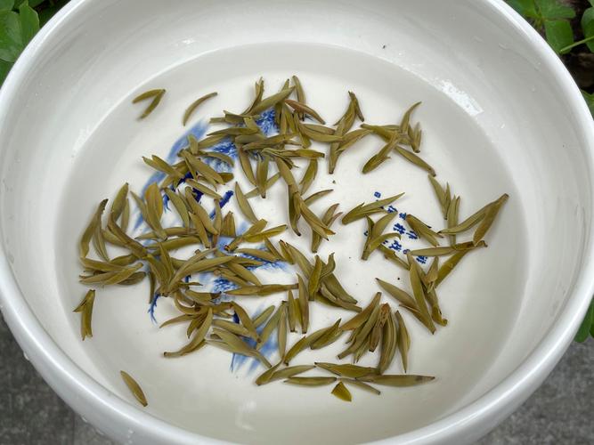粗陶碗中冲泡竖立的雾里青茶芽