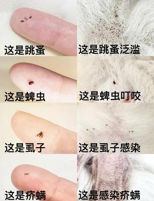 宠物皮肤表面跳蚤与蜱虫对比图