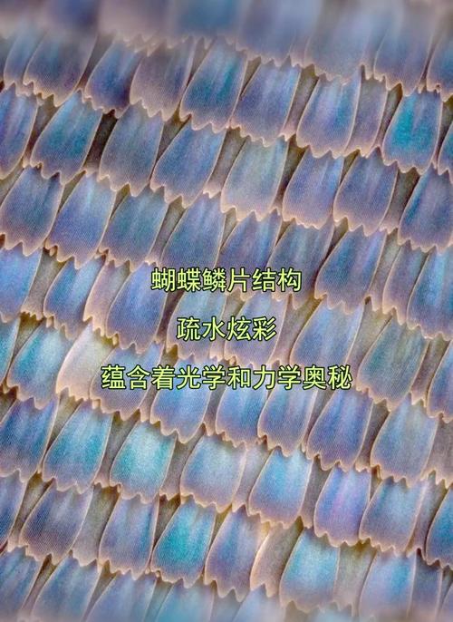 蝴蝶：时间上的斑点，流浪的隐喻-因为所以