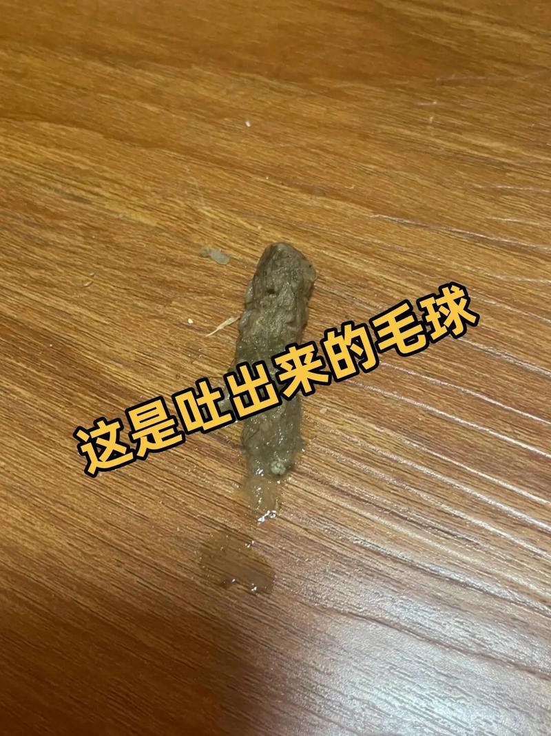 猫咪吐毛球过程特写 家庭实拍