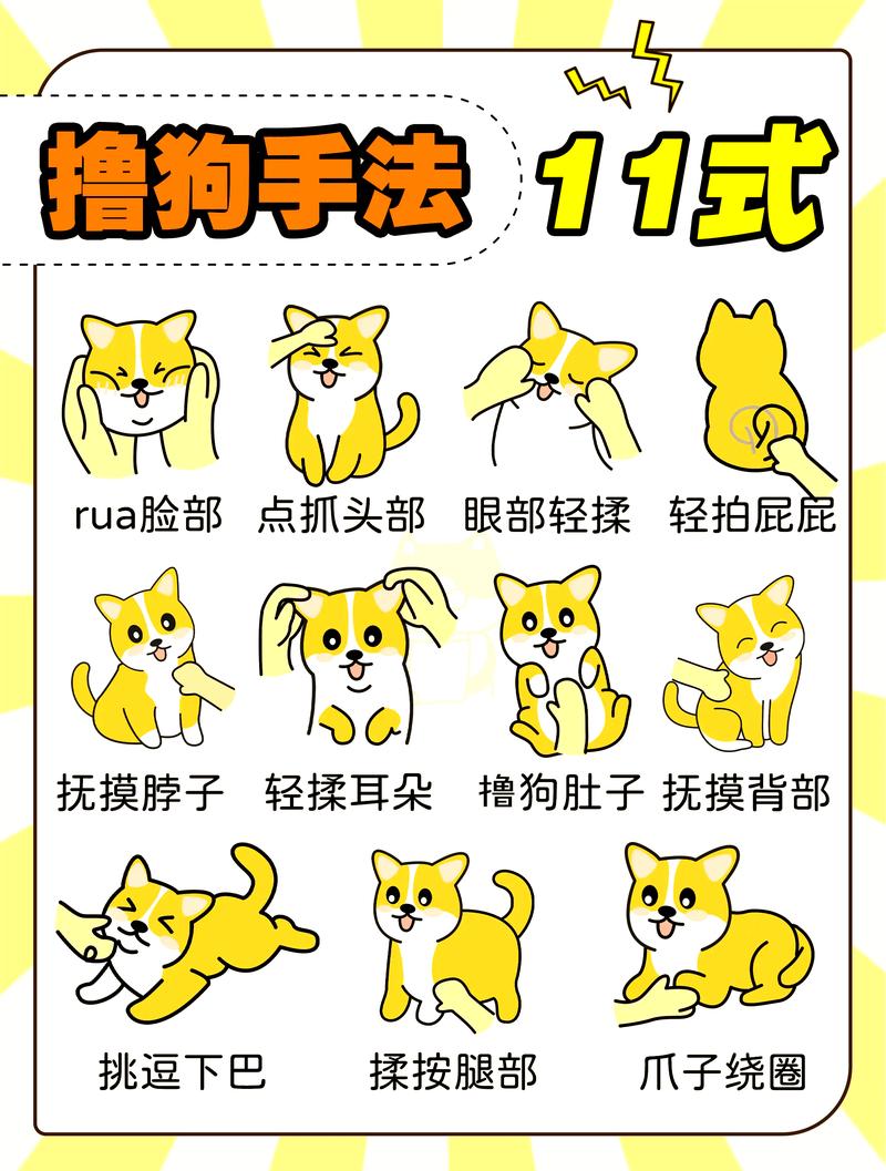 养宠人该做的具体风控动作