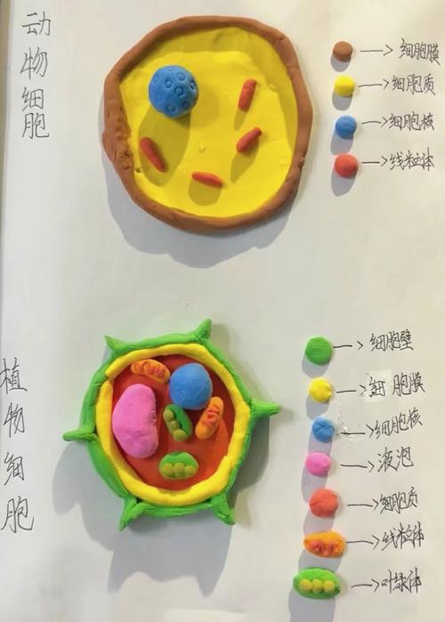 陪娃拼手工时，我读懂了细胞结构里的成长密码-大讲堂