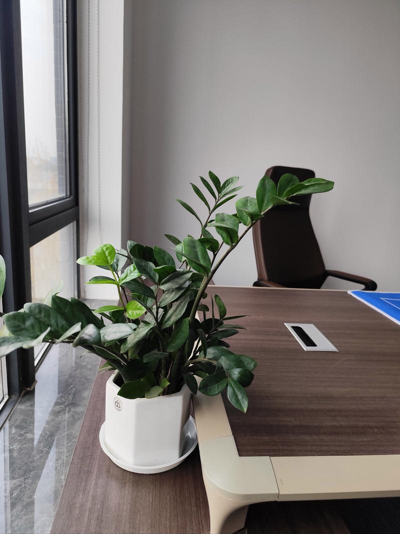 工厂车间工位角落绿植盆栽实拍