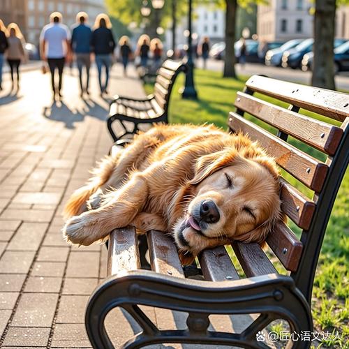 夏季公园散步后趴下休息的金毛犬
