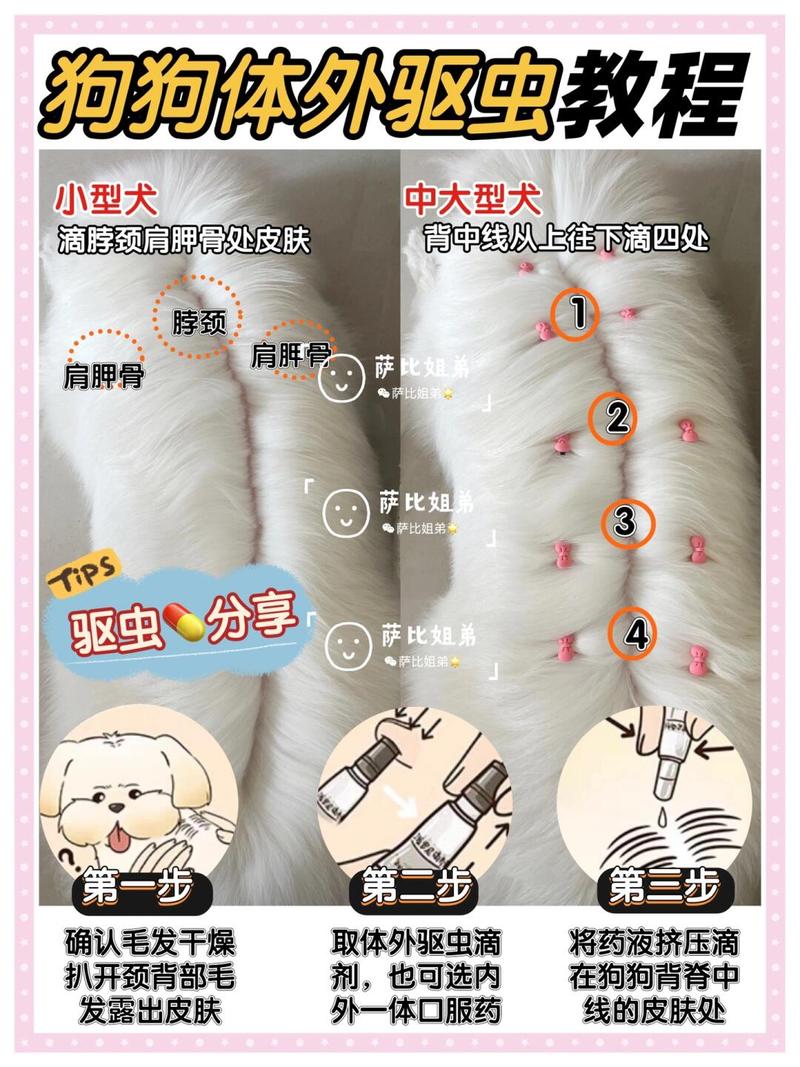 居家环境宠物体外驱虫操作实拍