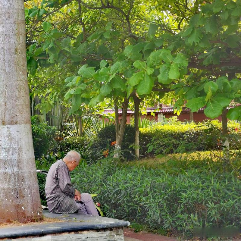 公园树荫下老人日常冥想打坐场景