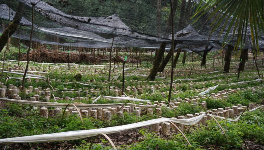 湖北南漳原生栎树林香菇种植基地晨景