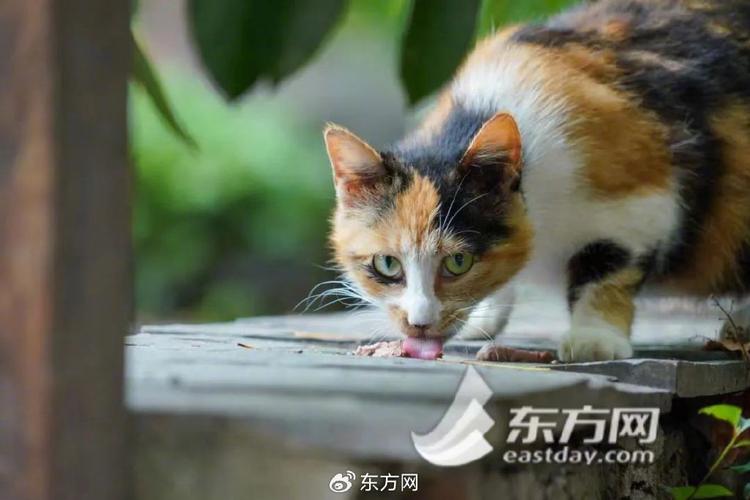 发情期流浪猫蹲居民楼门口