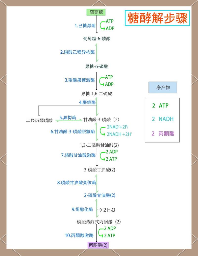 高中生物呼吸作用糖酵解过程示意图