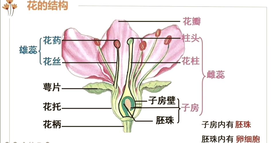 植物花芽分化纵向剖面示意图