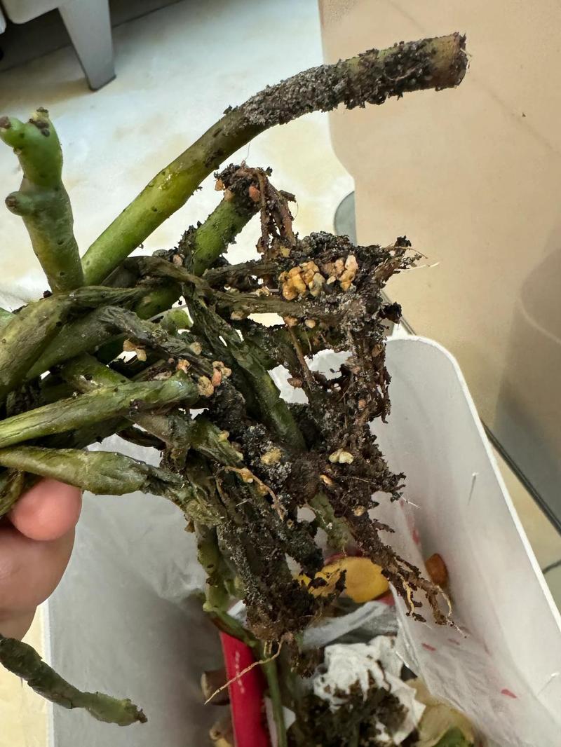 那些看不见的根须，决定了你家绿植是生是死-因为所以