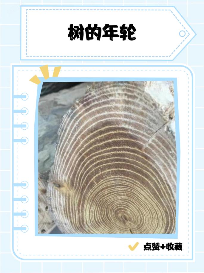 科学家用生长锥取树木年轮样本