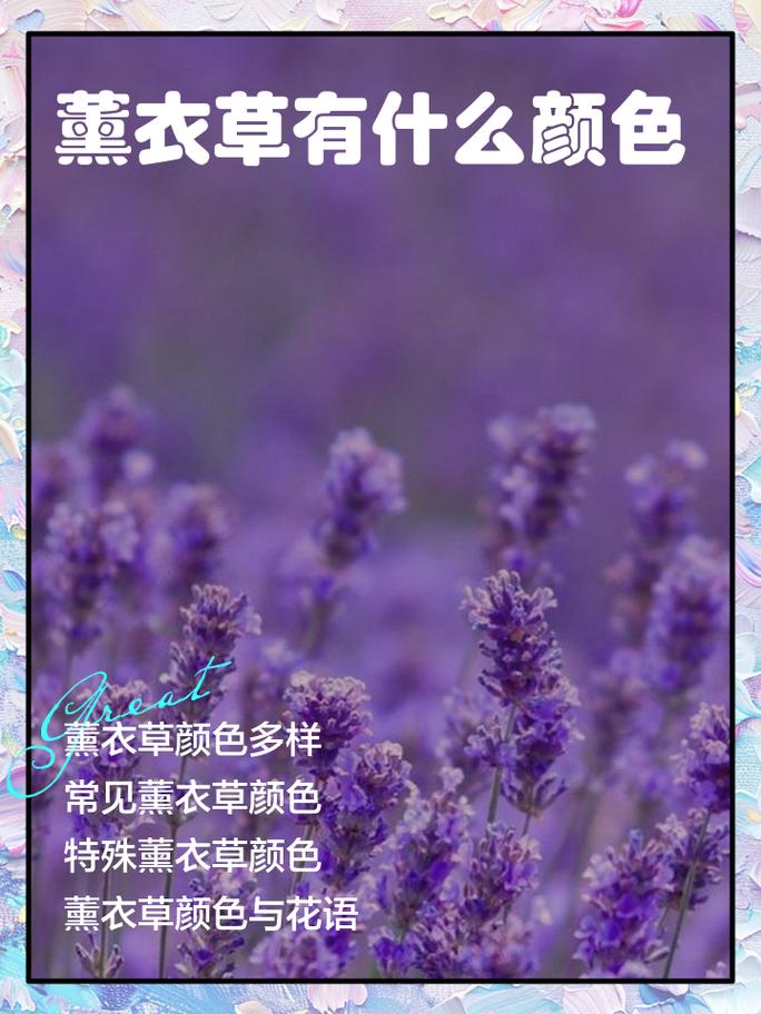 那些小众到骨子里的薰衣草品种