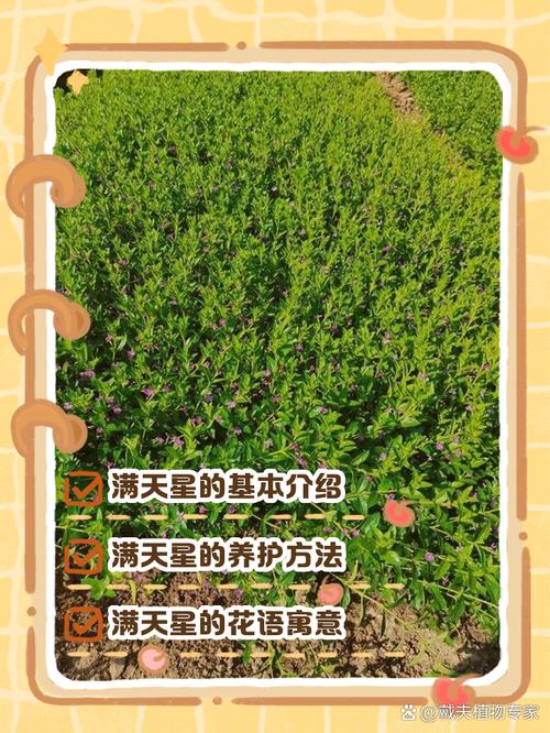 花店老板不会告诉你的秘密:满天星其实是个野丫头