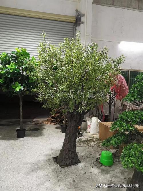 家装客厅仿真橄榄树真假质感对比图