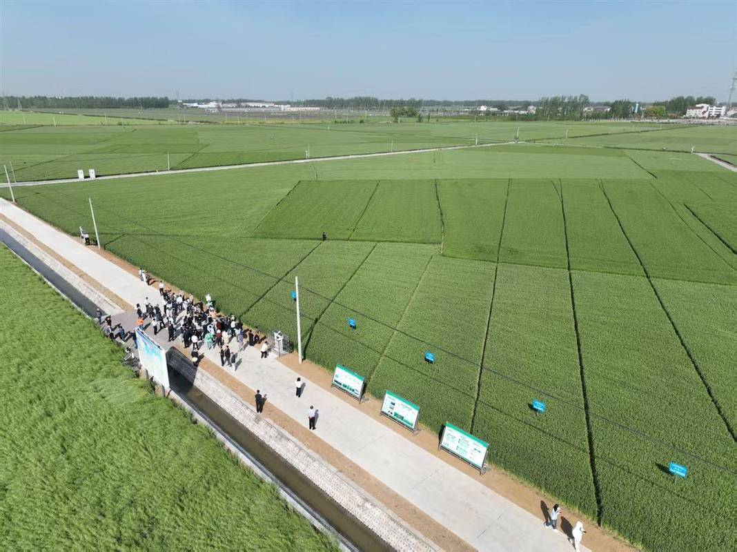 农业科研创新成果中试试验田照片