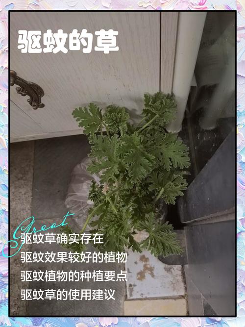 这些错操作，种着香草反而招蚊子