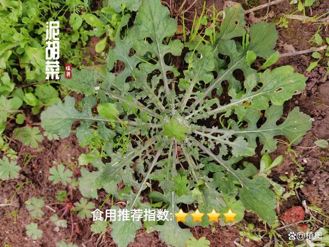 野外辨认采摘荠菜与相似植物对比