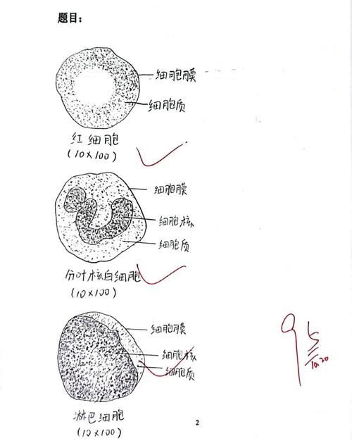 未成熟柿子单宁细胞显微图