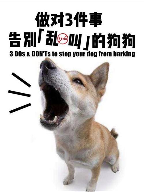 碰到乱吠的狗，你别做这两件事