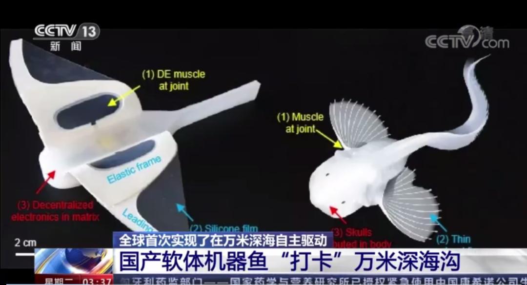 万米深海软体仿生机器鱼海试实拍图