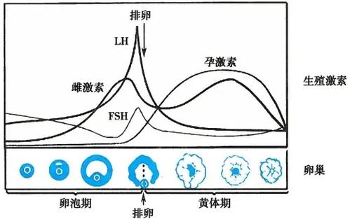 产后护肤激素变化原理示意图