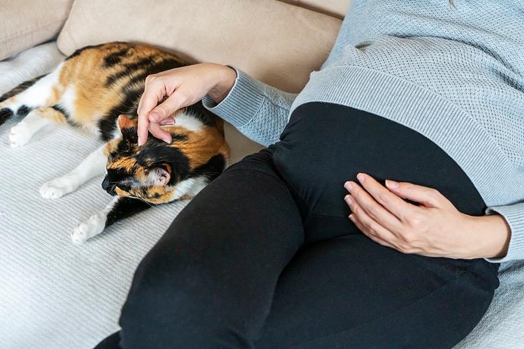 备孕女性和宠物猫同坐沙发居家图