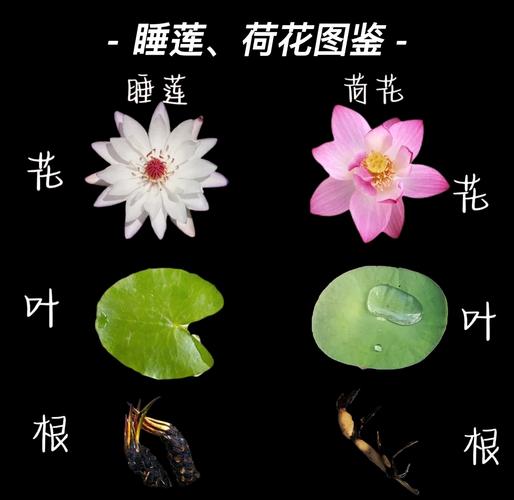 莲花与睡莲区别对比图,叶子缺口和花态特写