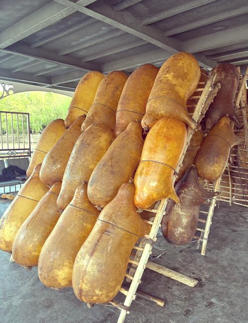 沙坡头黄河滩老筏工的手工羊皮筏绑绳