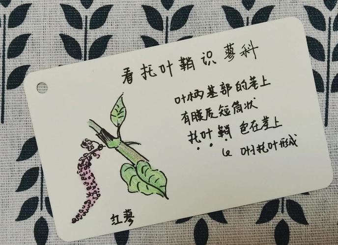 绿叶菜买回家后摘拣处理示意图